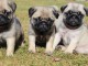 Magnifiques bébés chiot carlin noir ou fauve 