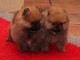 Chiots Spitz Nain Allemand à placer