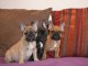 Chiot bouledogue français à réserver pour adoption