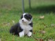  Chiot berger allemand non lof  a donner