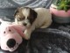  Donne Chiot shi tzu non lof a donner