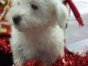  Adoption chiot coton tulear a offrir