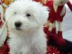  Adoption chiot coton tulear a offrir