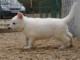   Chiot  Berger blanc suisse  lof  a donner