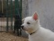   Chiot  Berger blanc suisse  lof  a donner