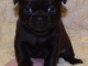 Chiot chihuahua pour cadeau