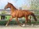 Hongre KWPN de 3 ans : Emilion x Numero uno