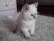 Petite Chaton british shorthair lof à donner