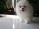 Magnifique Spitz Nain Pomeranien Femelle Boo-Type