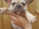 magnifique chiot disponible