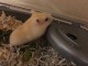 Le beau hamster nain Tame nécessite une maison amoureuse
