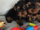 YORKSHIRE TERRIER PUPPIES Prêt à partir !!!