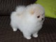 Adorables chiots spitz nain de pure race