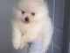 Adorables chiots spitz nain de pure race