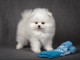 Adorables chiots spitz nain de pure race