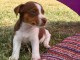 ^Superbe chiot Jack russell 0