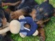 02 chiots Airedale disponible de suite pour adoption