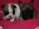 Chiots type bouledogue francais disponibles