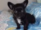Adorables chiots type chihuahua pour adoption