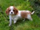 Jolies chiots type Cavalier King Charles Spaniel