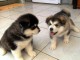 Tres jolies chiots type husky sibériens pour adoption