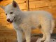 Tres jolies chiots type husky sibériens pour adoption