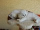 chatons persan a donner contre bon soin