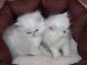 chatons persan a donner contre bon soin