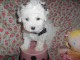 Beau et Mignon Chiot Bichon Maltais