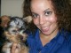 Adorable femelle yorkshire de 3 mois