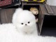 chiot pomeranien teacup blanc a donner