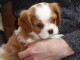 Adonner Chiot Cavalier King Charles