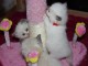  Magnifique chatons ragdoll loof a donne