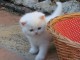 Superbes chatons type British shorthair