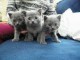 Magnifiques Chatons Chartreux