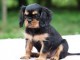 Adorable chiots Yorkshire terrier