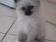 a reserver magnifique chaton sacre de birmanie