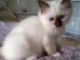 a reserver magnifique chaton sacre de birmanie