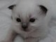 a reserver magnifique chaton sacre de birmanie