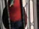 Très beau perroquet eclectus femelle
