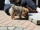 Magnifiques Chiots Spitz Nain Pure Race