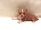 A donner chiot chihuahua