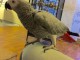 Femelle perroquet gris du Gabon eam