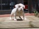 A donner Chiot femelle American bully 3 mois