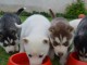 Donne chiots husky siberien 