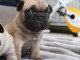  Magnifiques chiots bouledogue français 