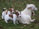 Adorable chiots JACK RUSSEL disponible