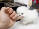 A DONNER CHIOT POMERANIEN TEACUP BLANC