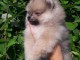 Disponible sur une magnifique chiots de type Spitz de poméranien