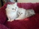 Chatons Persan disponible de suite